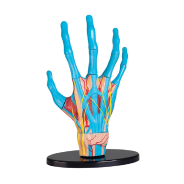 Edu-Toys Anatomy Model Hand 23pcs