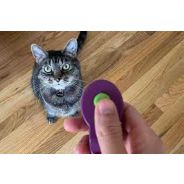 Hinkler Cat Tricks & Play Kit